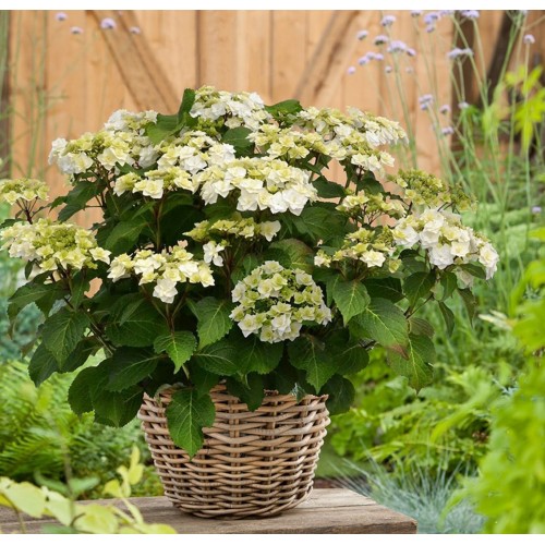Hydrangea macrophylla / Hortenzija didžialapė DOPPIO® BIANCO