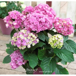 Hydrangea macrophylla / Hortenzija didžialapė DOPPIO ROSA®