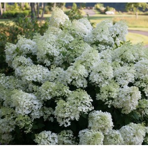 Hydrangea paniculata / Hortenzija šluotelinė BOBO®