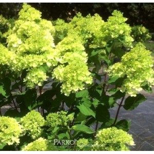 Hydrangea / Hortenzija MOJITO