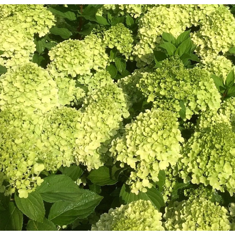 Hydrangea / Hortenzija MOJITO