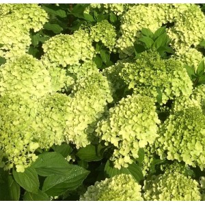 Hydrangea / Hortenzija MOJITO