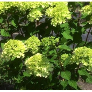 Hydrangea / Hortenzija MOJITO