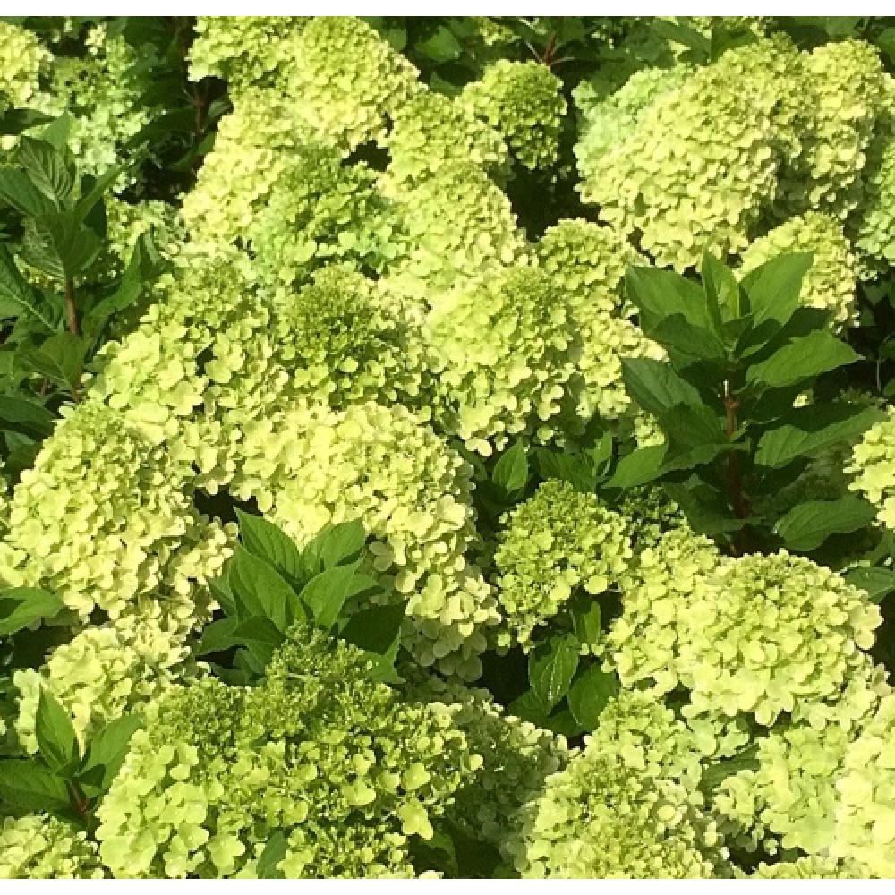 Hydrangea / Hortenzija MOJITO