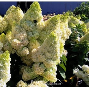 Hydrangea paniculata / Hortenzija šluotelinė MAGICAL MATTERHORN