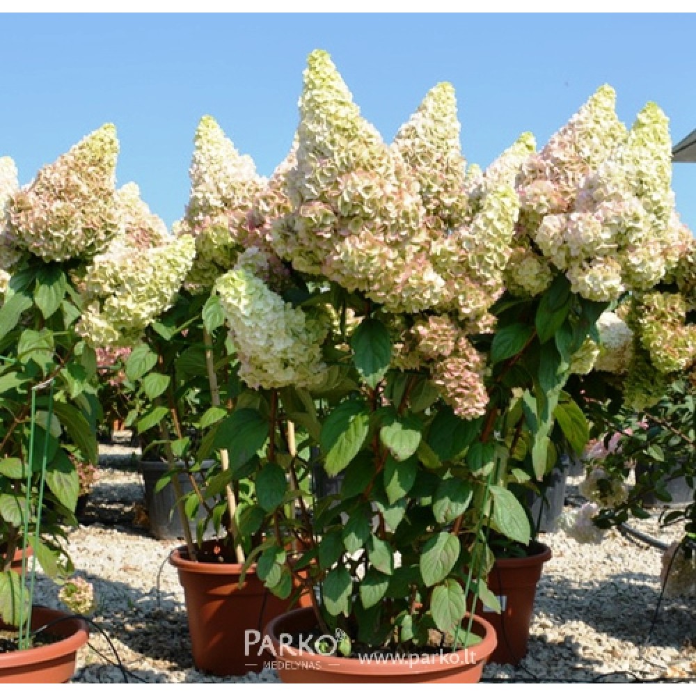 Hydrangea paniculata / Hortenzija šluotelinė MAGICAL MATTERHORN