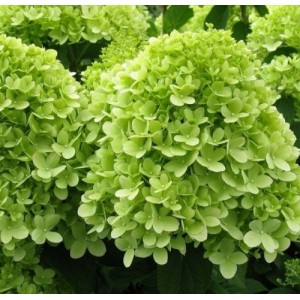 Hydrangea / Hortenzija MOJITO