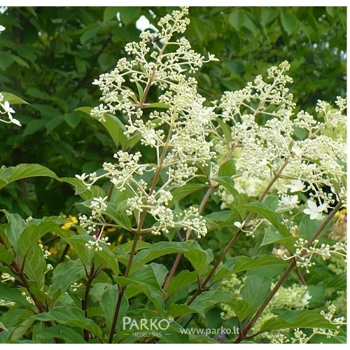 Hydrangea paniculata / Hortenzija šluotelinė TAIWAN FORM