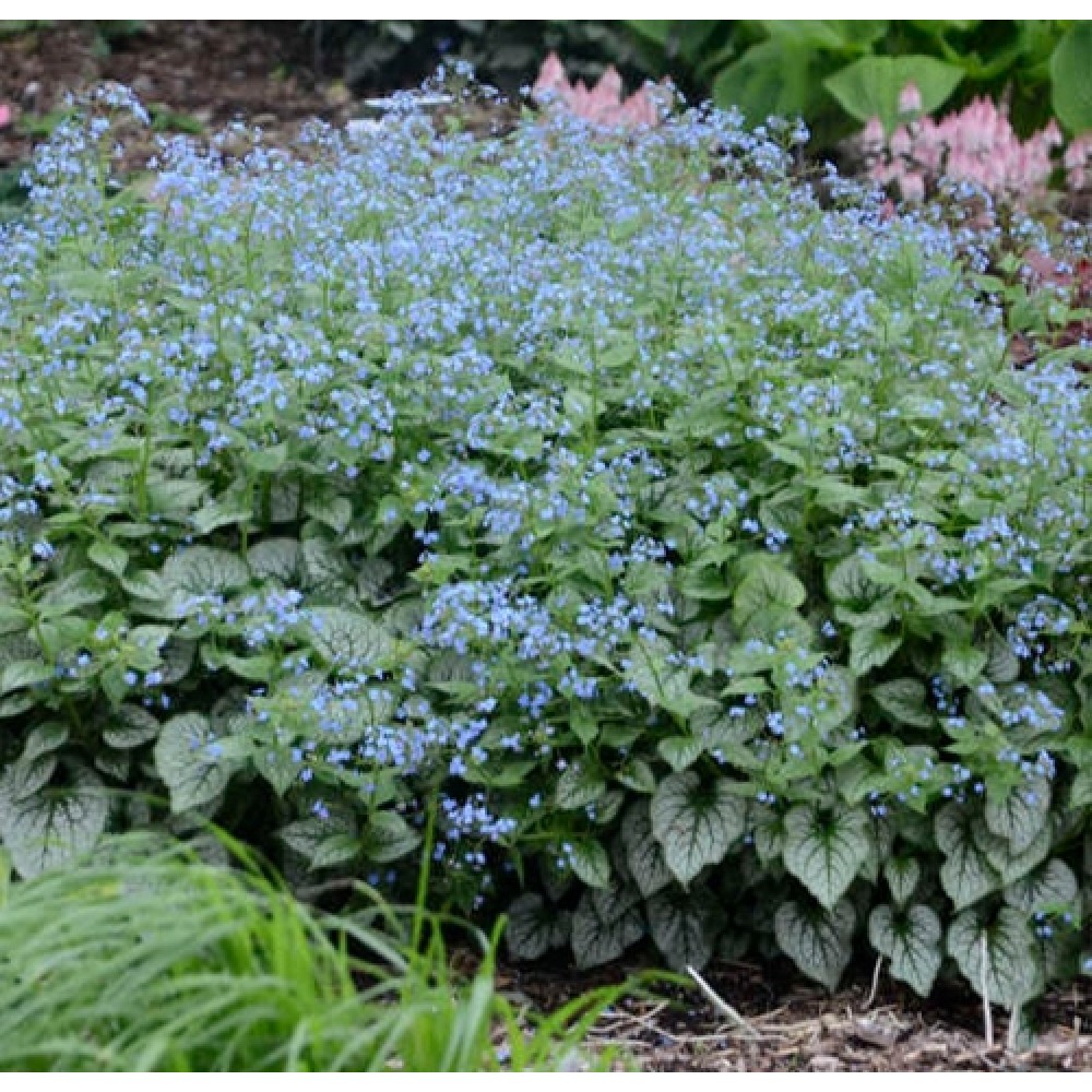 Brunnera / Brunera JACK FROST