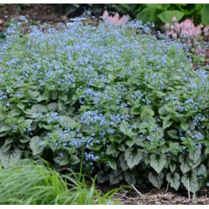 Brunnera / Brunera JACK FROST