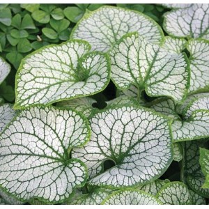 Brunnera / Brunera JACK FROST