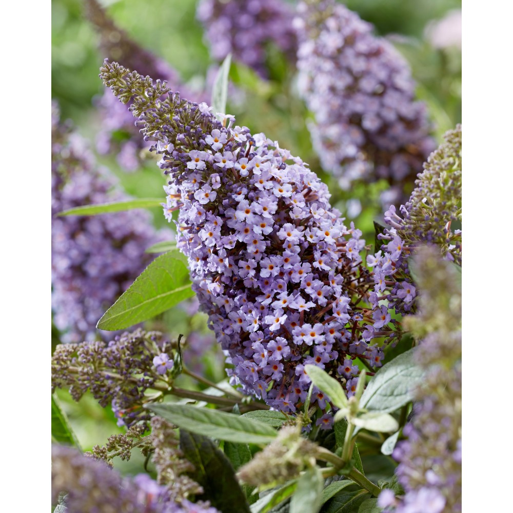 Buddleja davidii / Budlėja B.C. LILA SWEETHEART®