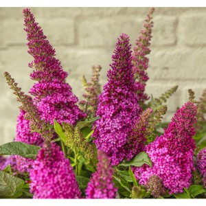 Buddleja davidii / Budlėja B.C. LITTLE CERISE®