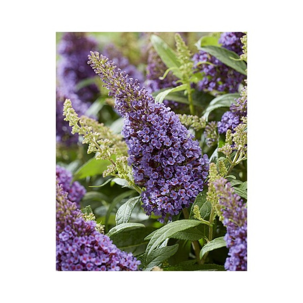Buddleja davidii / Budlėja B.C. LITTLE LILLA®