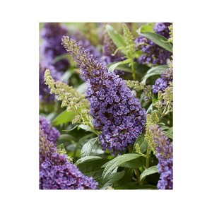 Buddleja davidii / Budlėja B.C. LITTLE LILLA®