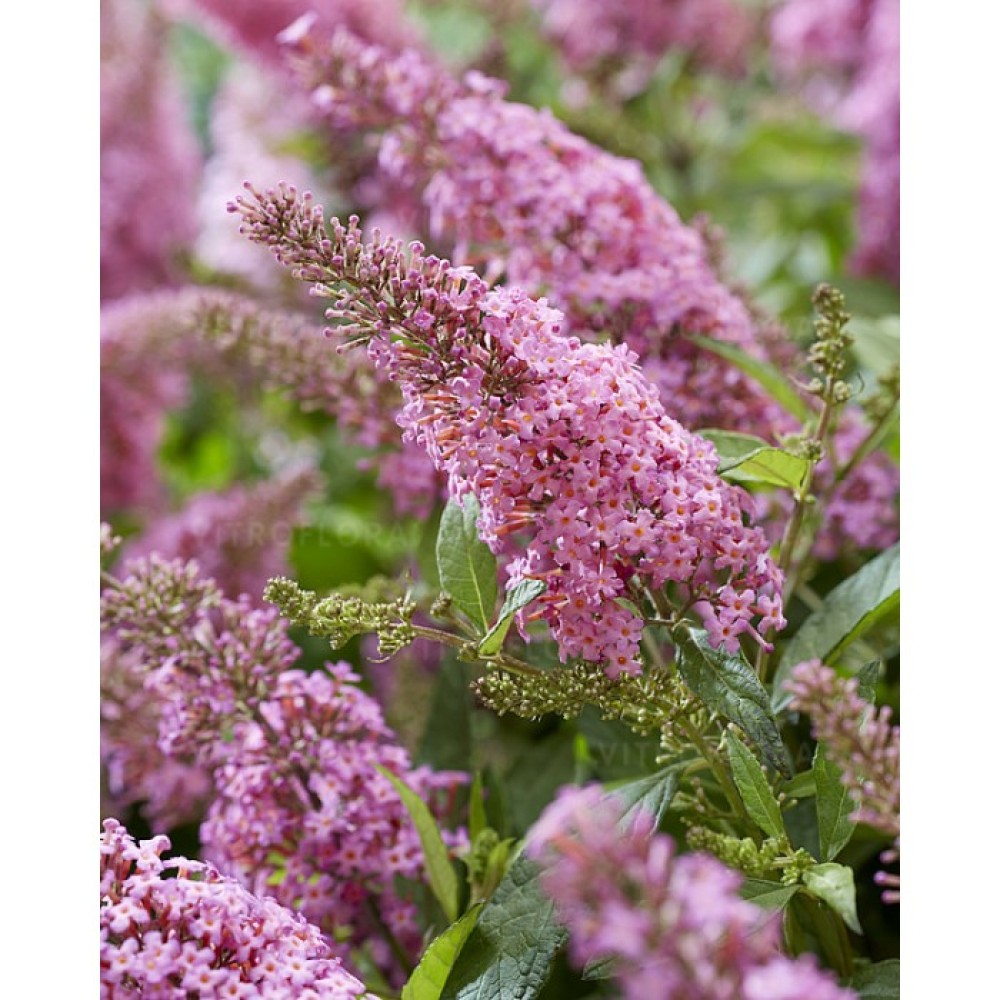 Buddleja davidii / Budlėja B.C. LITTLE PINK®