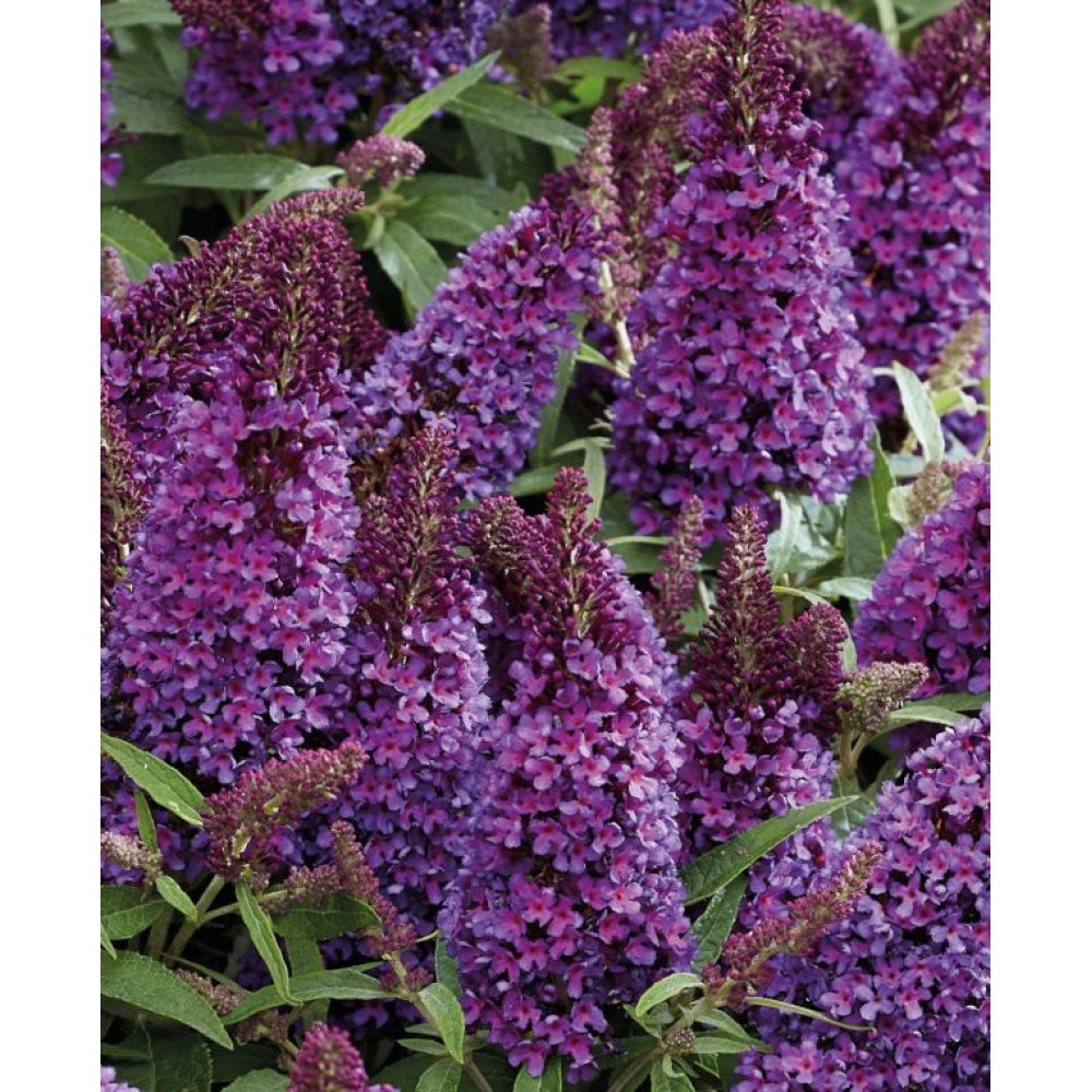Buddleja davidii / Budlėja B.C. LITTLE PURPLE®
