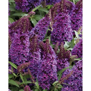 Buddleja davidii / Budlėja B.C. LITTLE PURPLE®