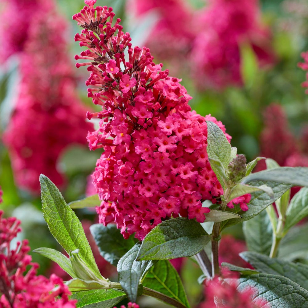 Buddleja davidii / Budlėja B.C. LITTLE RUBY®