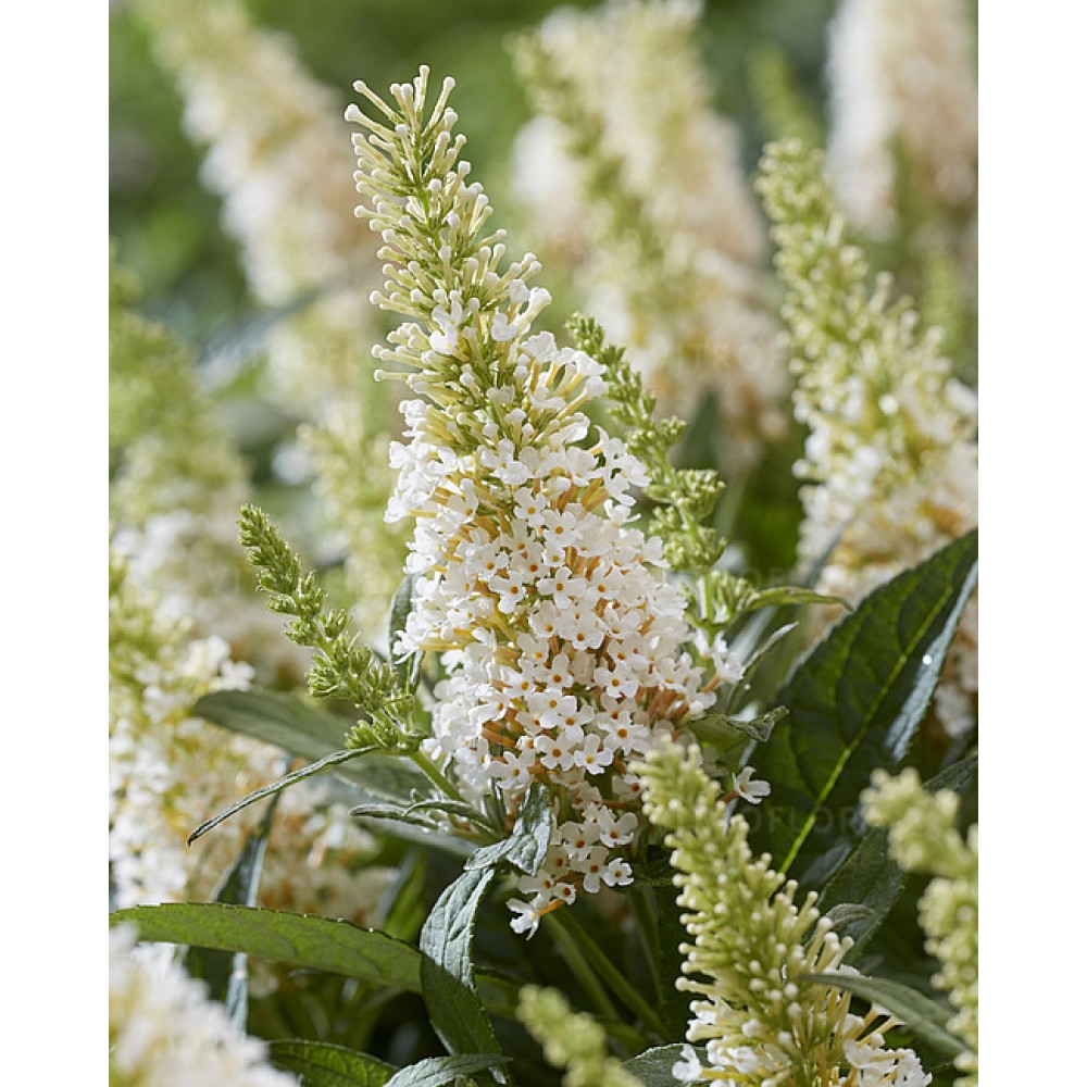 Buddleja davidii / Budlėja B.C. LITTLE WHITE®
