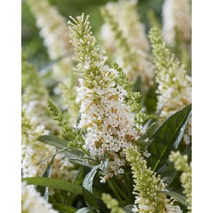 Buddleja davidii / Budlėja B.C. LITTLE WHITE®