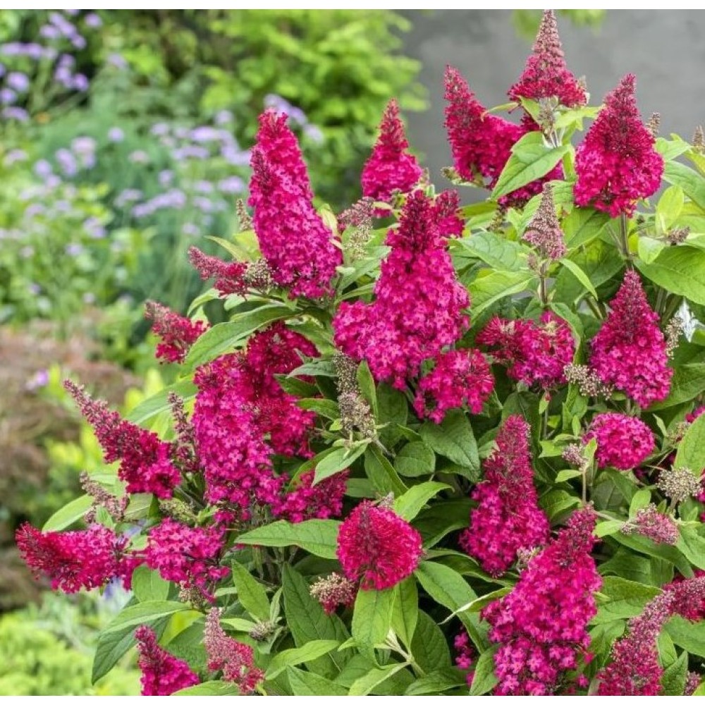 Buddleja davidii / Budlėja BUTTERFLY CANDY LITTLE RUBY