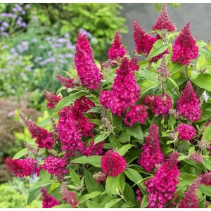 Buddleja davidii / Budlėja BUTTERFLY CANDY LITTLE RUBY