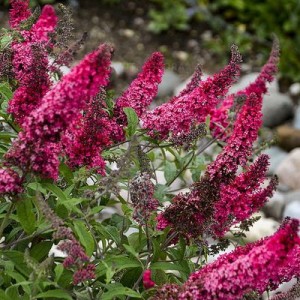 Buddleja davidii / Budlėja BUZZ WINE