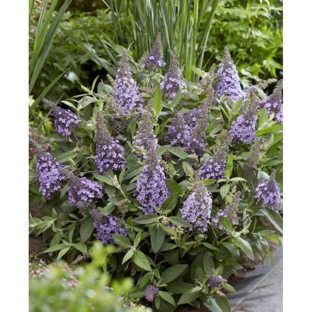 Buddleja davidii / Budlėja B.C. LITTLE LILLA®