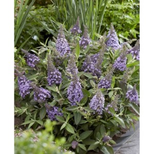 Buddleja davidii / Budlėja B.C. LITTLE LILLA®