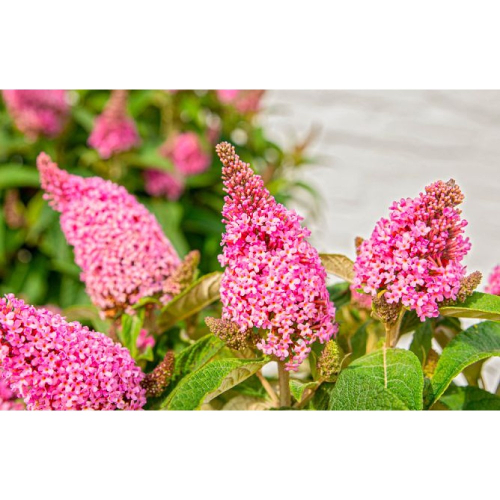 Buddleja davidii / Budlėja B.C. LITTLE PINK®