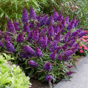 Buddleja davidii / Budlėja B.C. LITTLE PURPLE®