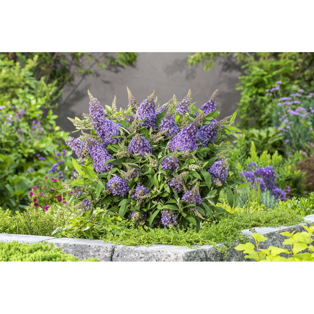 Buddleja davidii / Budlėja B.C. LILA SWEETHEART®