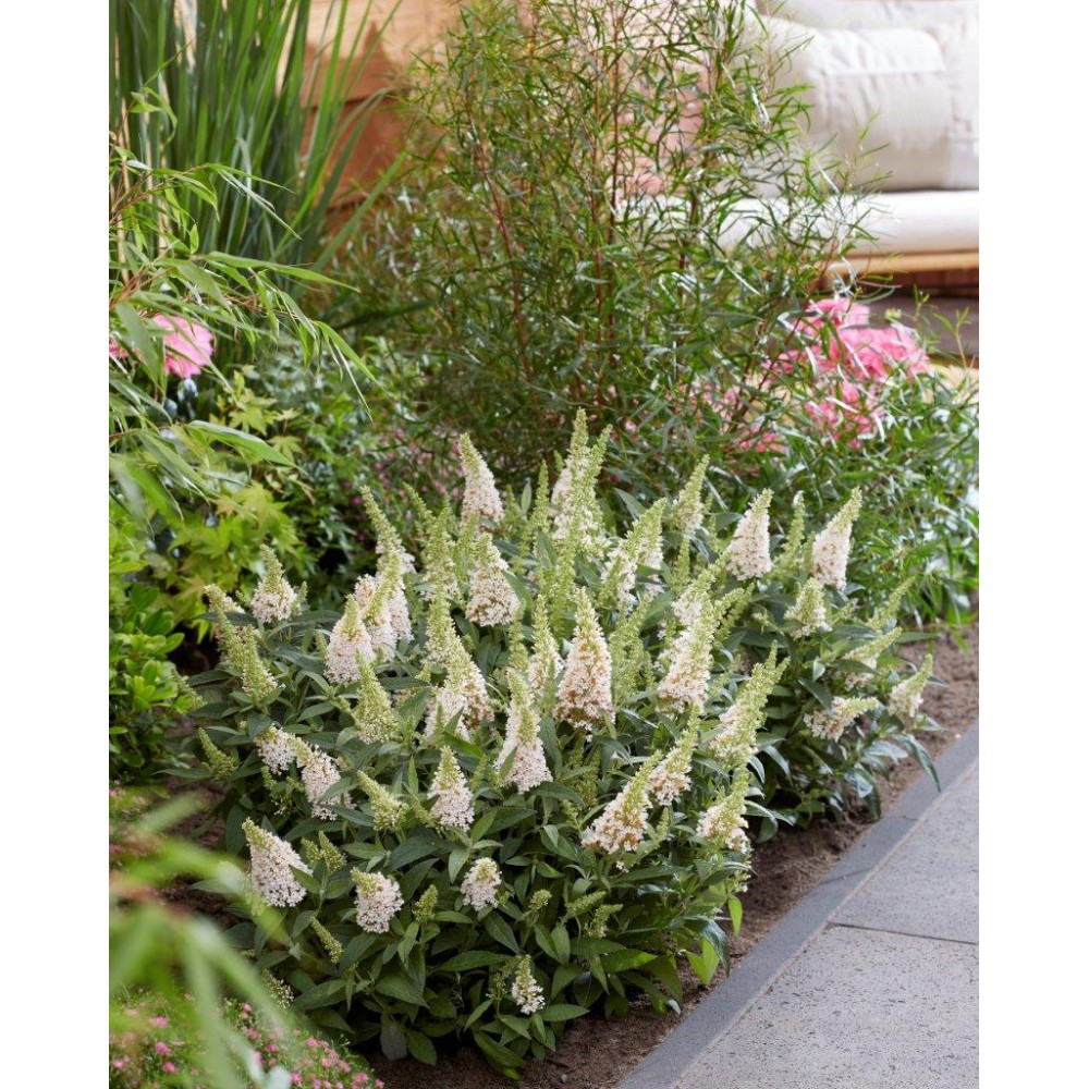 Buddleja davidii / Budlėja B.C. LITTLE WHITE®