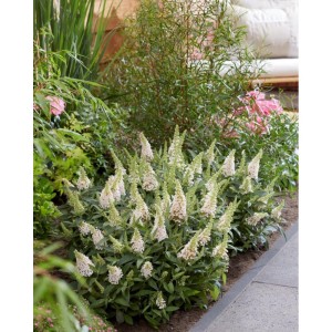 Buddleja davidii / Budlėja B.C. LITTLE WHITE®