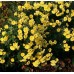 Chrysanthemum / Chrizantema NANTYDERRY SUNSHINE