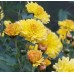 Chrysanthemum / Chrizantema NANTYDERRY SUNSHINE