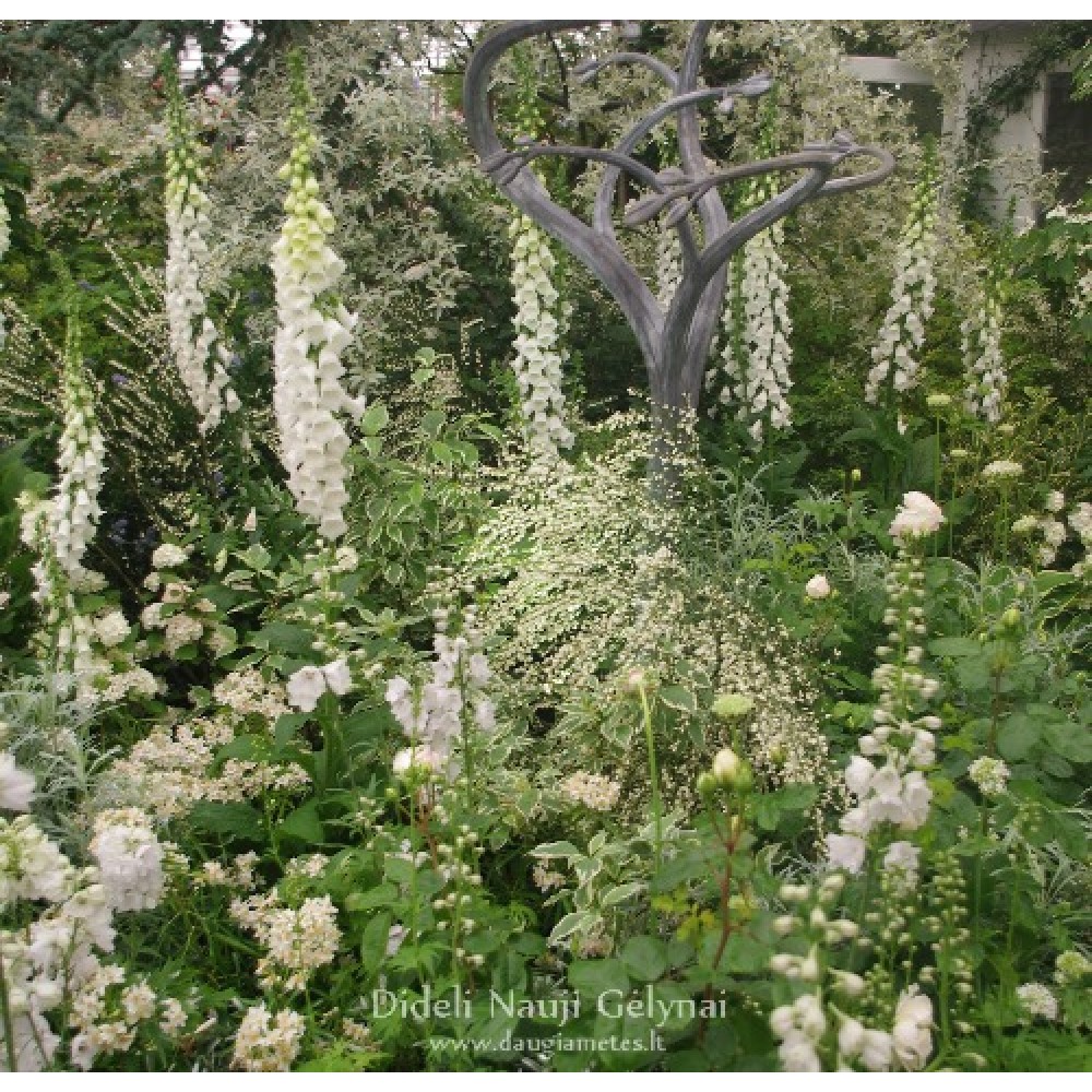 Digitalis / Rusmenė ALBA