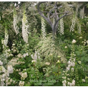 Digitalis / Rusmenė ALBA