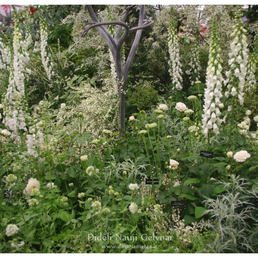 Digitalis / Rusmenė ALBA