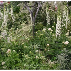 Digitalis / Rusmenė ALBA
