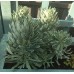 Euphorbia / Karpažolė GLACIER BLUE