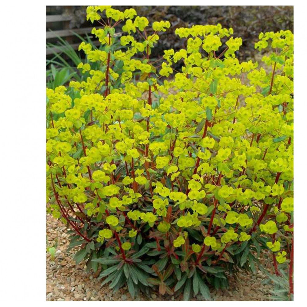 Euphorbia / Karpažolė PURPUREA