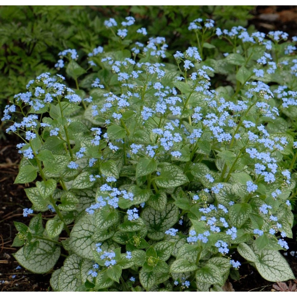 Brunnera / Brunera JACK FROST