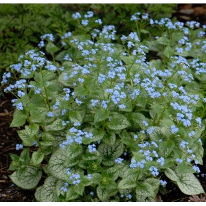 Brunnera / Brunera JACK FROST