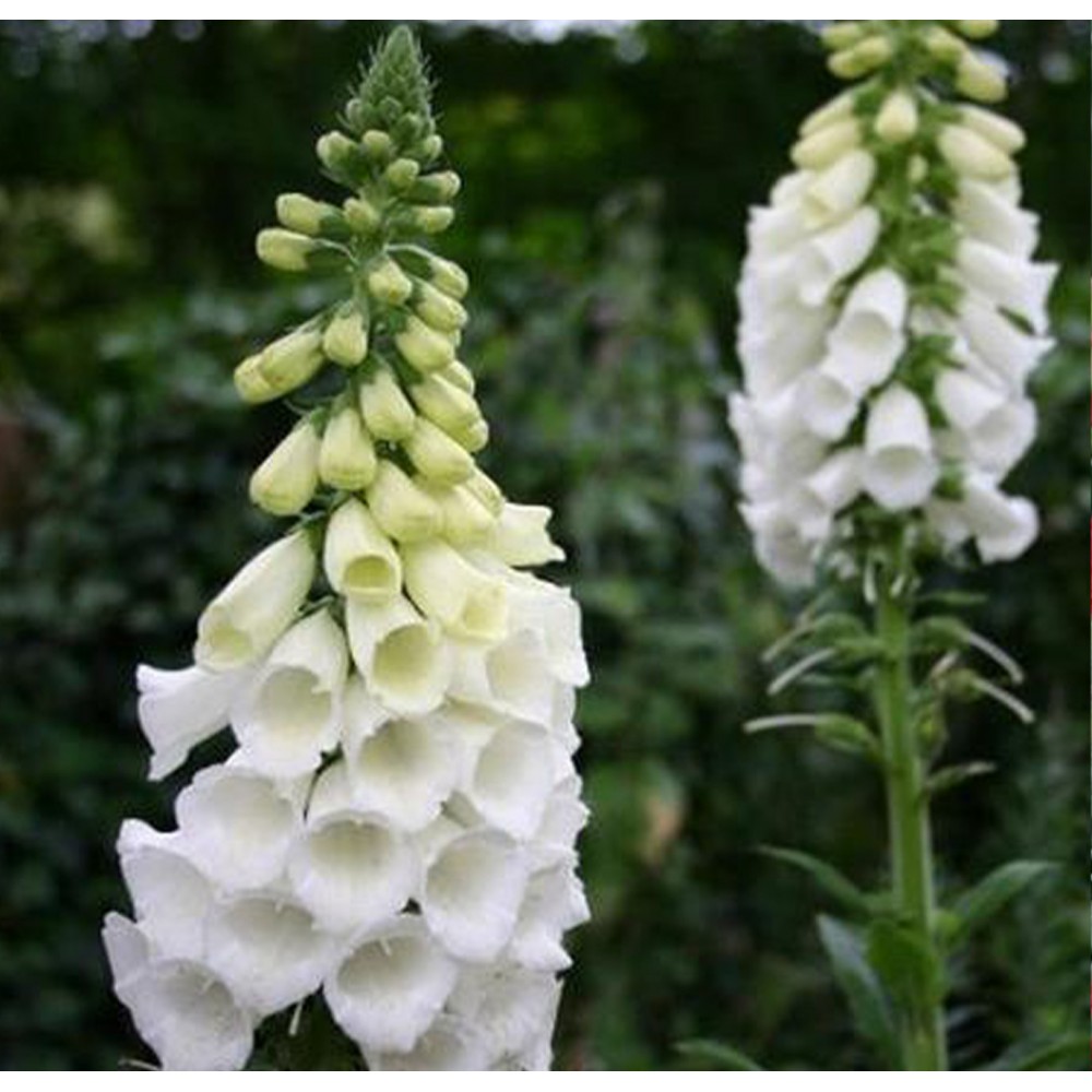 Digitalis / Rusmenė ALBA