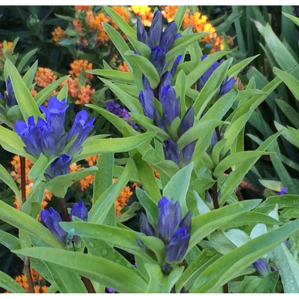 Gentiana dahurica / Daūrinis gencijonas