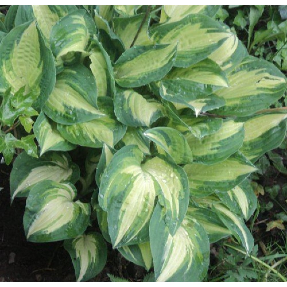 Hosta / Melsvė JULIE MORSS