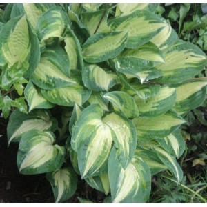Hosta / Melsvė JULIE MORSS