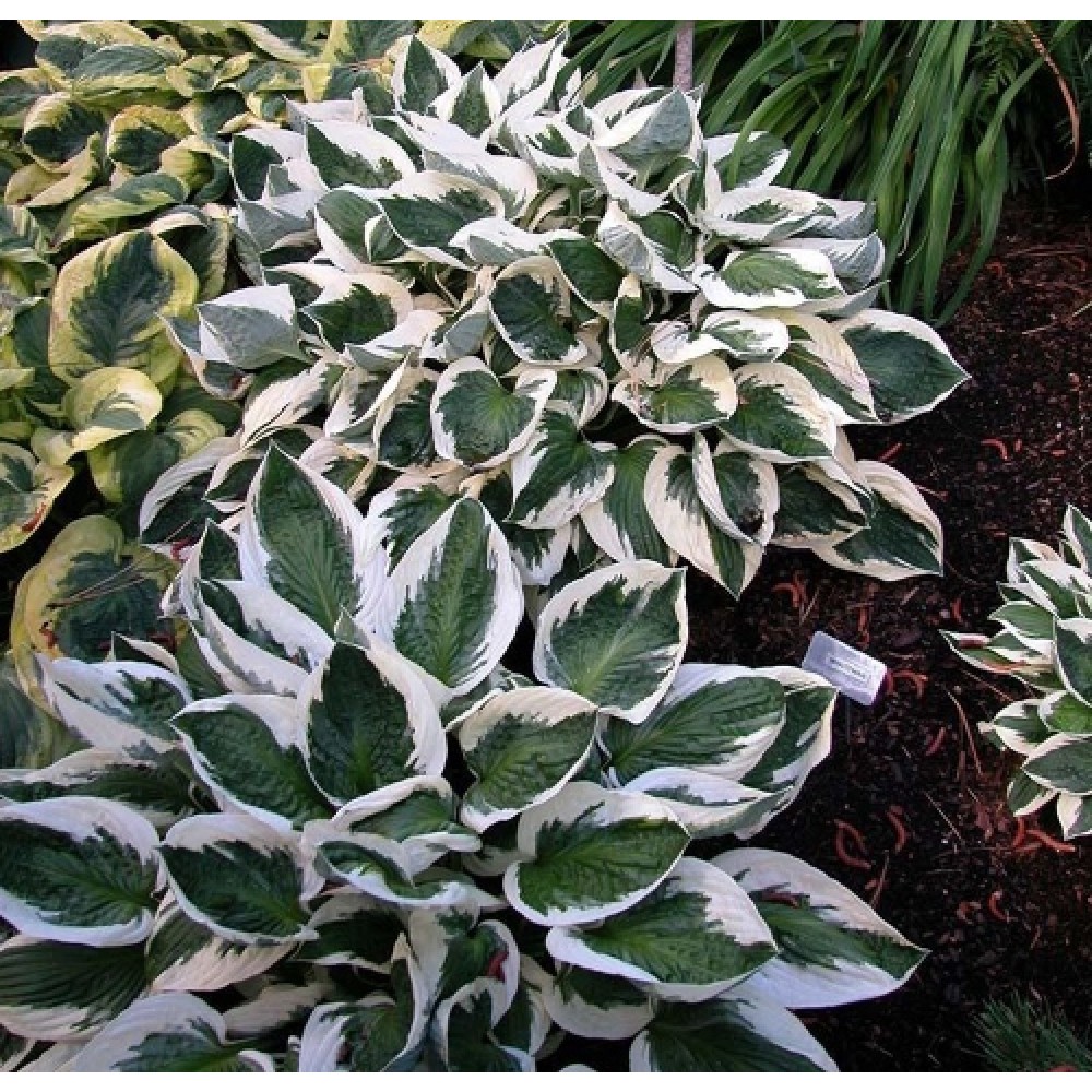 Hosta / Melsvė MINUTEMAN